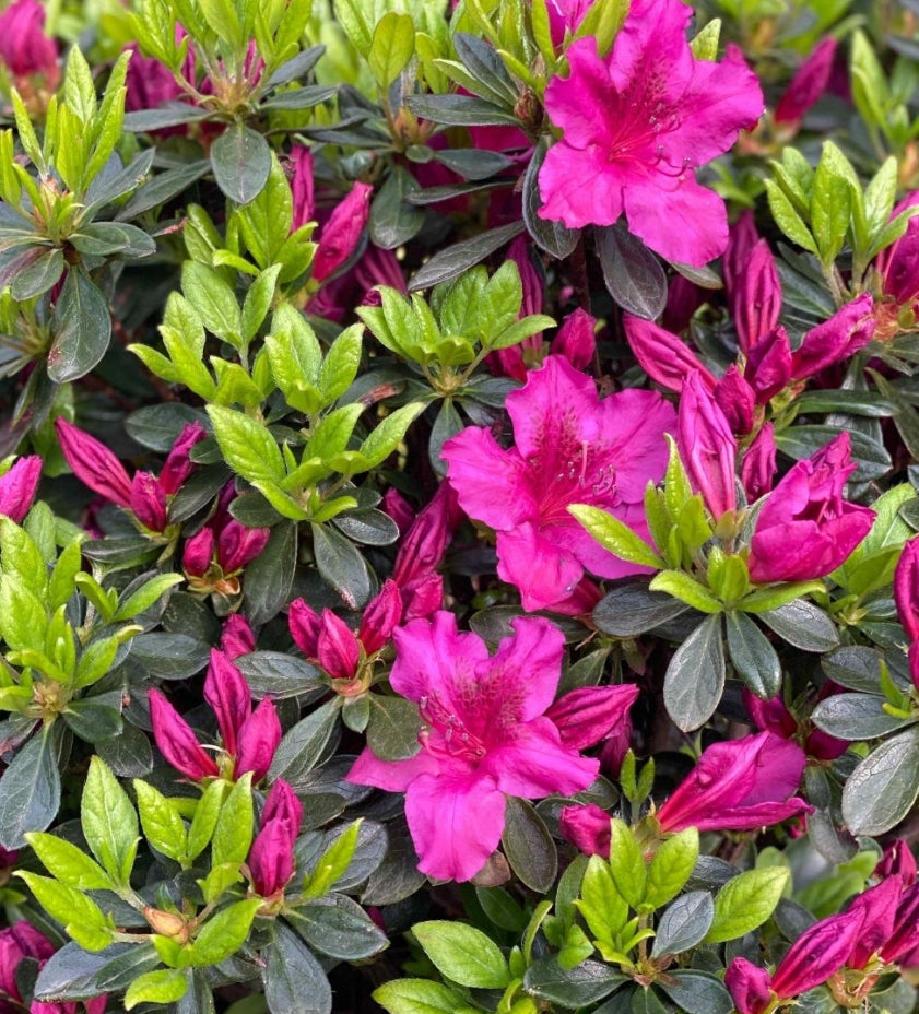 Azalea