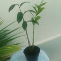 small_fa1sezamia_tizardin