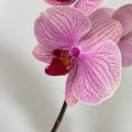 A close-up of a pink Phalaenopsis orchid stem with multiple blossoms against a plain light background.