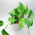 Golden Pothos tizardin
