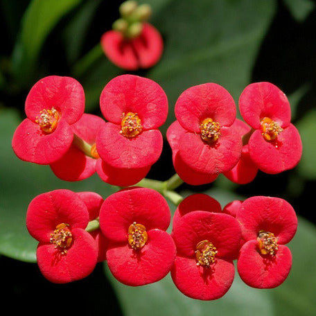 Euphorbia- Crown of Thorns red, tizardin.mu
