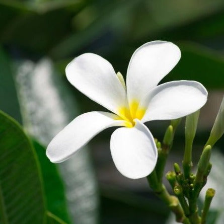 Plumeria_plant_white_flower_ tizardin.mu