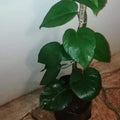 Giant Green Queen Pothos_tizardin.mu