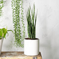 Sansevieria - Fernwood - tizardin.mu