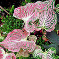 Pink symphony Caladium by tizardin.mu