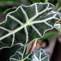 Alocasia African Mask - tizardin.mu