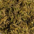 SPHAGNUM MOSS _tizardin.mu