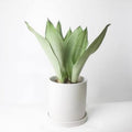 Sansevieria_Moonshine _ tizardin.mu
