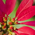 poinsettia-plant tizardin.mu