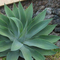 Agave - Foxtail - tizardin.mu