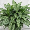 Aglaonema_Chinese_Evergreen_tizardin.mu
