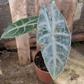 Alocasia_longiloba_tizardin.mu