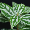 Pilea Cardierel_Aluminum plant_tizardin.mu