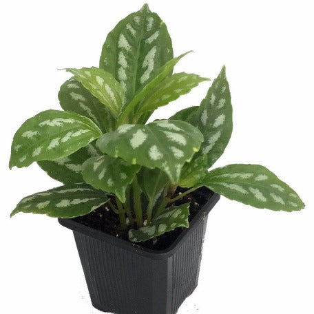 Pilea Cardierel-Aluminum plant tizardin