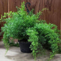 Asparagus_fern_tizardin.mu