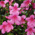Azalea_tizardin.mu