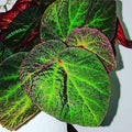 Begonia Chloroneura - tizardin.mu