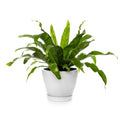 Bird_nest_fern_tizardin.mu