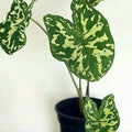 Caladium_Army_tizardin.mu
