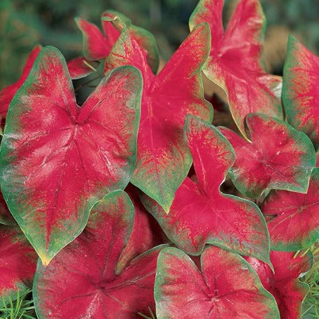 Caladium_Red_Riffle_tizardin.mu