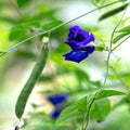 Clitoria_Plant_garden_outdoor_plant_tizardin.mu
