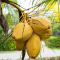 Coconut_Tree_tizardin.mu