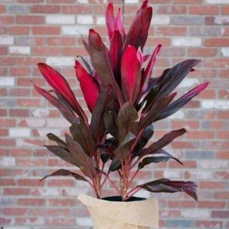 Cordyline Fruticosa_tizardin.mu