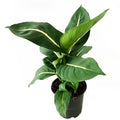 Dieffenbachia-oerstedii buy at tizardin