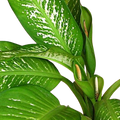 Dieffenbachia-2