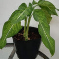 Dieffenbachia_tizardin.mu