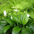 Eucharis Amazonica