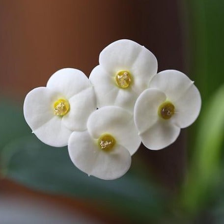 Euphorbia White_tizardin.mu