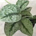 Exotica_Pothos_tizardin.mu