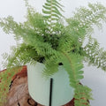 Fern2_tizardin.mu