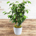 Ficus Benjamina_tizardin.mu