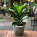 Fiddle_Leaf_Fig_tizardin.mu