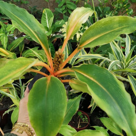 spider plant fire flash Fire Flash Spider Plant – tizardin.mu