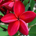 Frangipani_Red_tizardin.mu
