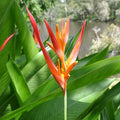 Heliconia_tizardin.mu