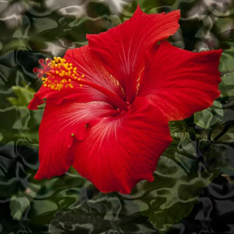 Hibiscus-Red