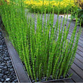Horsetail_Equisetum_tizardin.mu