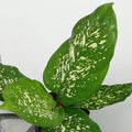 Dieffenbachia- Maculata by at tizardon.mu
