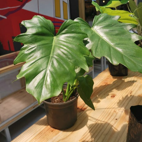 philodendron lacerum description Philodendron- Lacerum – tizardin.mu
