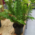Fern_Boston_tizardin.mu