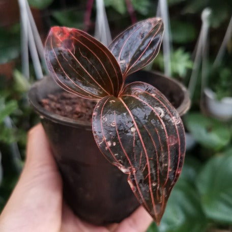 Jewej_Orchid_tizardin.mu