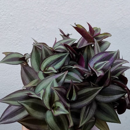 Inch_plant_purple_green_tizardin.mu