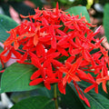 Ixora_tizardin.mu