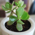  Jade_plant_tizardin