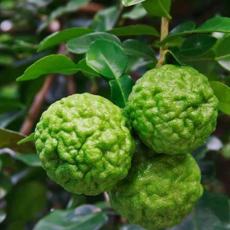 Citrus- lime-fruits plant_tizardin.mu