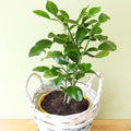 lemon-citron-Plants_tizardin.mu